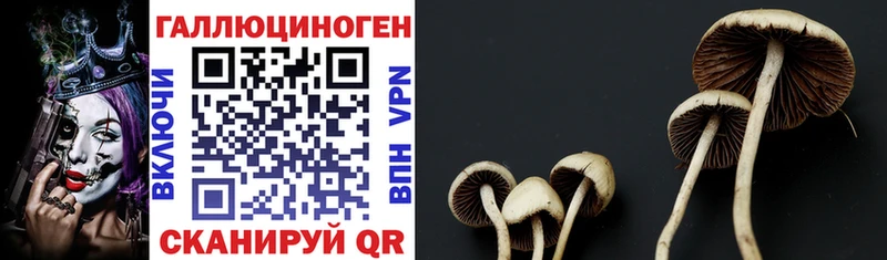 блэк спрут ссылки  Выборг  Псилоцибиновые грибы Magic Shrooms  где продают  